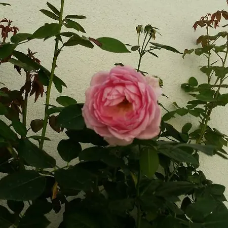 In The Middle-wohnen Im Zentrum Apartment Goestling an der Ybbs